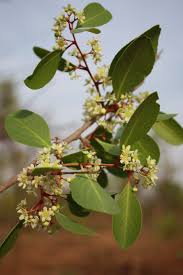 Image result for Gymnosporia senegalensis