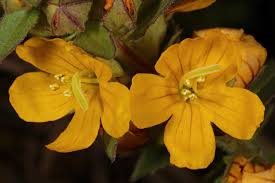 Image result for Alectra vogelii