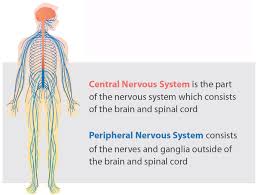 Image result for Peripheral Nervous System