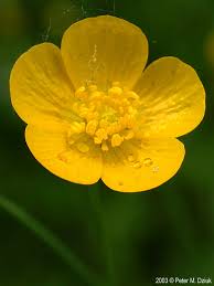 Image result for Ranunculus acris