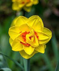 The Shape Of The Stars The Color Of The Sun And The Beauty Of A Flower This Daffodil Bloom Is An Abs Garden Design Magazine Vegetable Garden Design Daffodils
