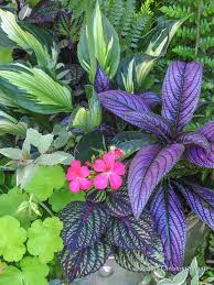 Hosta Whirlwind Geranium Persian Queen Persian Shield Coleus Fishnet Stockings And A Wee Bit Of Varie Persian Shield Container Garden Design Geraniums