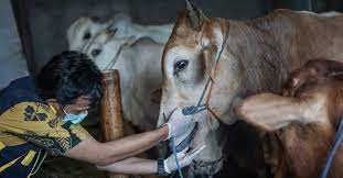 We did not find results for: Perbedaan Ketentuan Pembagian Daging Kurban Sunah Wajib