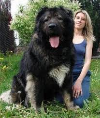 Russian Caucasian Mountain Dog C Est Pas Un Chien C Est Un Ours Je Veux Le Meme Cok Sirin Hayvanlar Ev Kopekleri Guzel Kediler