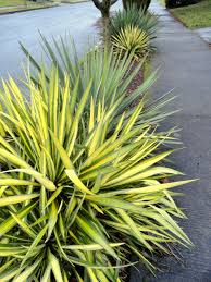 Pin By Blooming Desert Design Build On Succulent Love Plants Yucca Filamentosa Low Water Landscaping