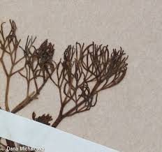 Image result for Ranunculus rionii