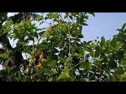 Tanam ketum, ramai yang datang tanpa dijemput. Pokok Ketum By Oma Channel
