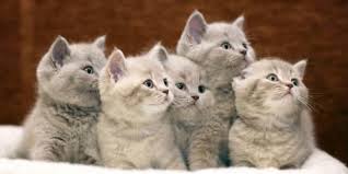 Find some thing original and unusual? Adding Up The New Additions How Many Kittens Do Cats Have Cat Checkup