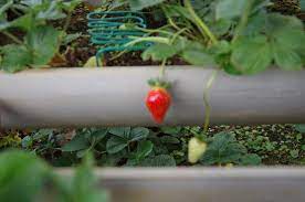 Thousands of tomatoes can be seen when we walked to the end of the garden. Mesilau Strawberry Farm Picture Of Mesilou Highland Strawberry Farm Kundasang Tripadvisor