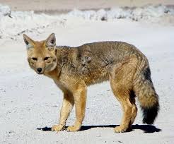 Zorro Culpeo Fox Animals Kangaroo