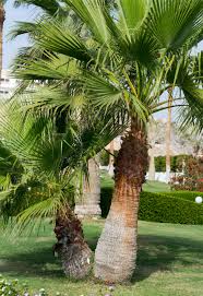 Image result for Washingtonia filifera