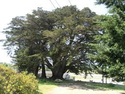 Image result for Cupressus macrocarpa