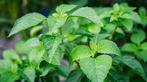 Image result for Ocimum gratissimum