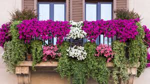 You might just find something that works for you! What Are Heirloom Seeds Best Heritage And Organic Garden Seeds Small Balcony Garden Balcony Flowers Urban Garden