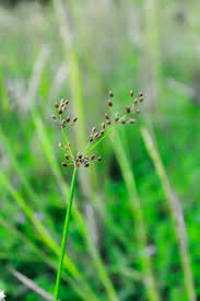 Image result for Fimbristylis aphylla