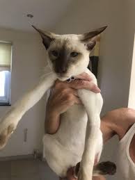 Woman critically injured after being stung `hundreds of times` by swarm of bees. Georgia Diebelius On Twitter My Cousin S Cat Ate A Wasp And I Cannot Breathe