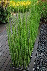 Maybe you would like to learn more about one of these? Garden Landscaping Ideas How To Grow Horsetail Reed Architectural Plants Modern Garden Landscaping Modern Garden