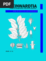 Image result for Allophylus pseudopaniculatus