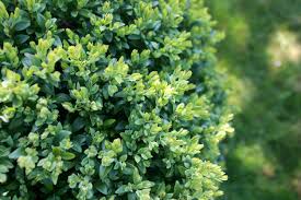 The best variety for an attractive privacy hedge is the dwarf japanese holly (ilex crenata). Cold Hardy Shrubs For Hedges Growing Hedges In Zone 5 Landscapes