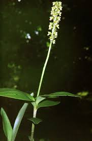 Image result for Habenaria peristyloides