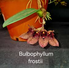 Image result for Bulbophyllum lupulinum