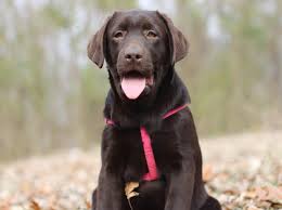Maybe you would like to learn more about one of these? Labrador Breeder Labrador Puppies For Sale Ohio