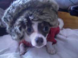Wearing A Russian Hat As Dogs Do Dog Hats Russian Hat Dogs