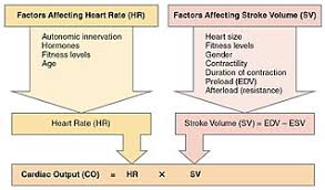 Cardiac output • this question asks you to calculate cardiac output based on stroke volume and heart rate. Cardiac Output Wikiwand
