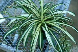 Image result for Chlorophytum velutinum
