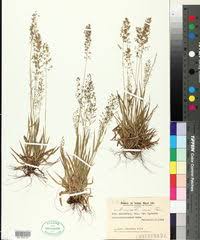Image result for Eragrostis mollior