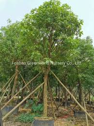 Image result for Barringtonia asiatica