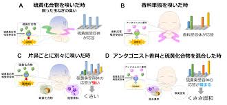 2023年5月29日リリース〕香料を混ぜた時ににおいの感じ方が変わるメカニズムを解明 | 2023年度 プレスリリース一覧 | プレスリリース |  広報・社会連携 | 大学案内 | 国立大学法人 東京農工大学