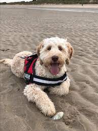 Join millions of people using oodle to find puppies for adoption, dog and puppy listings, and other pets adoption. Labradoodle Puppies Labradoodles Ireland