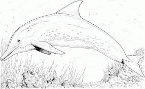 Dolphin coloring pages for kids. Coloring Pages For Adults Dolphins Coloring Home