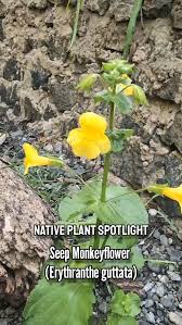 Image result for Phrymaceae