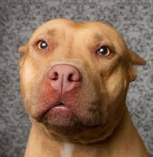 After the spectracide triazicide once & done insect killer concentrate has dried it should pose no threat to your dog if he walks in or around treated area even if he eats a bit of grass that has been treated. Stop Dogs From Getting Hurt Home Facebook
