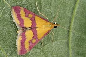 Image result for Pyrausta sanguinalis