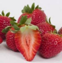 The cindy margurita strawberry and basal : Uf Ifas Strawberry Varieties Gulf Coast Research And Education Center University Of Florida Institute Of Food And Agricultural Sciences Uf Ifas