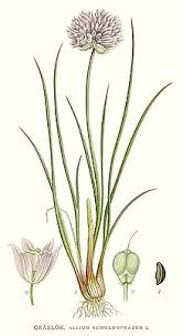 From wikipedia the free encyclopedia. Chives Wikipedia
