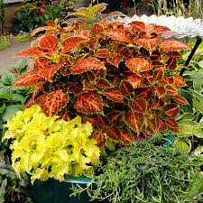 Image result for Coleus