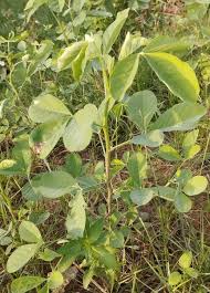 Image result for Cleistanthus schlechteri