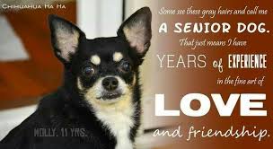 If you found this resource on pet loss quotes helpful and you're looking for similar resources, consider the following Love In Any Language English Spanish Or Dog Is Still Love Dog Quotes Senior Dogs Quotes Dogs