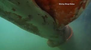 1 527 squid underwater stock video clips in 4k and hd for creative projects. Rare Giant Squid Caught On Camera In Japanese Waters Nautilus Liveaboards