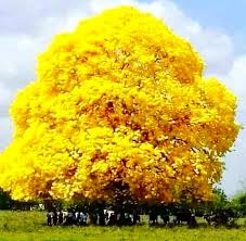Descubre la mejor forma de comprar online. Un Araguaney En La Gran Sabana Del Llano Venezolano Dream Landscape Beautiful Tree Nature Images