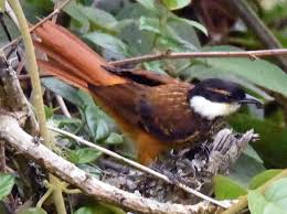 Image result for Allophylus pseudopaniculatus