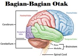 Bagian Organ Tubuh Manusia Gambar Penjelasan Fungsi Https Ift Tt 2abuvgw Sistem Saraf Tubuh Manusia Otak