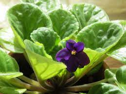 African violets require a good quality, well draining soil. Espoma 6 Steps To Keep African Violets Blooming Espoma