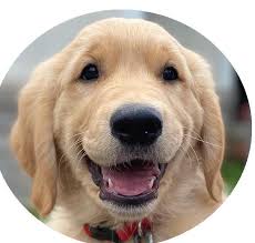 Saint Francis Service Dogs