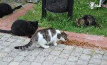Kedilerde Mide Hastaliklari Ve Tedavisi Kedi Blog