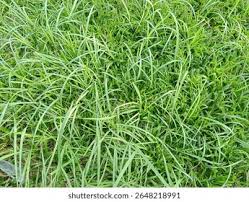 Image result for Rottboellia